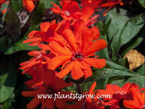 These have some the orangish flowers I have ever seen.